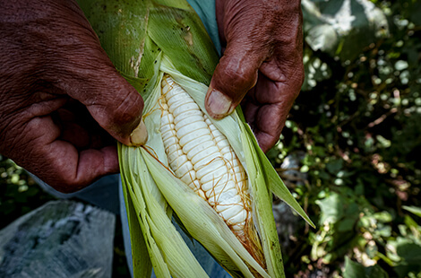 hombre cultivando maíz